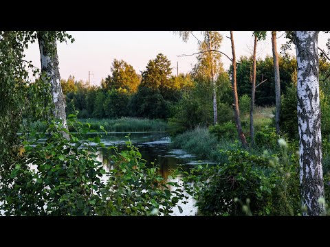 Видео: Така риба,що і запікати Можна.Вона Топить поплавок у вечірню пору на річці Уж