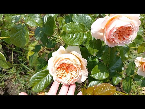 Видео: Розы - первогодки от "Розы у Веры" ч.1