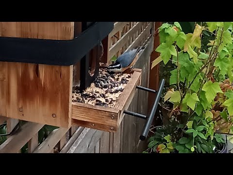 Видео: Годівниця онлайн   #bird  🐦 #feeding 🐿️ #online  #cam