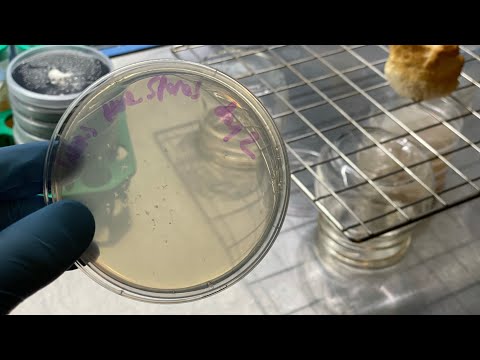 Видео: НОВЫЙ МЕТОД РАЗВЕДЕНИЯ ЛЬВИНОЙ ГРИВЫ — сбор споровых изолятов в режиме реального времени! (микрос...