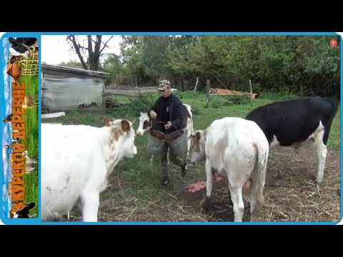 Видео: ЖИЗНЬ В ДЕРЕВНЕ КАК ОНА ЕСТЬ, НЕ ПОТОПАЕШЬ НЕ ПОЛОПАЕШЬ