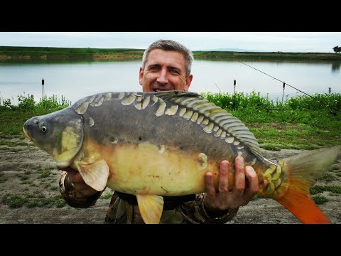 Видео: ТРОФЕЙ клевал только на ЭТО!!! #карп #сазан #карпфишинг #флэт #белыйамур