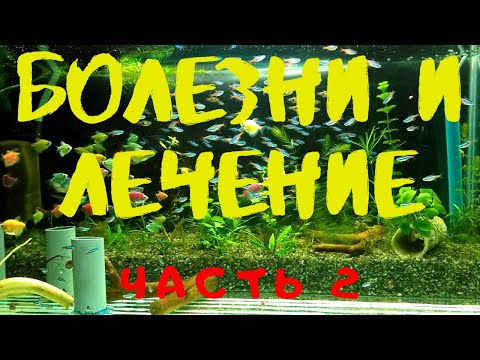Видео: БОЛЕЗНИ И ЛЕЧЕНИЕ АКВАРИУМНЫХ РЫБ Часть 2