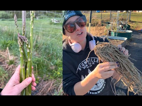 Видео: Посадка трёхлетних корневищ спаржи на приподнятой грядке: Flower Hill Farm