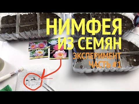 Видео: Нимфея из семян. Как вырастить дома нимфею? Эксперимент. Часть #1 [Хобби Дом]
