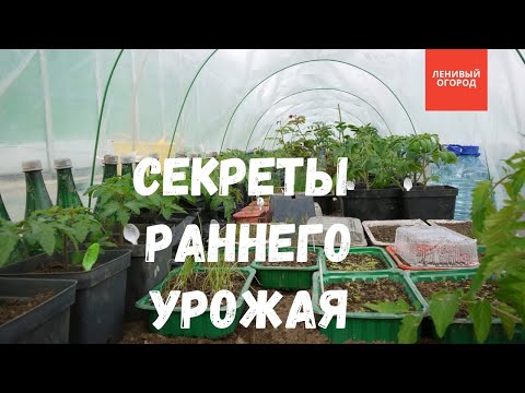 Видео: Ранний урожай - раскрываю все секреты: прогрев земли, уход за рассадой, правильные сорта овощей и тд