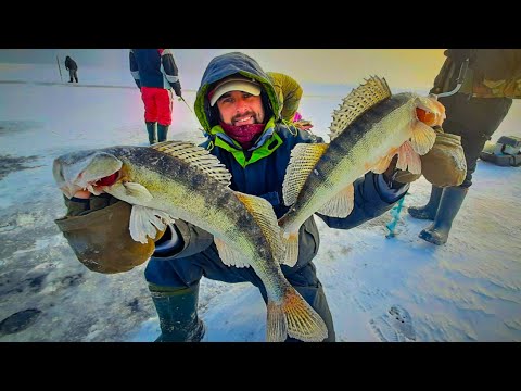 Видео: РАТЛИН - БЛЕСНА - БАЛАНСИР Кто победил. Ловля судака зимой / Судак