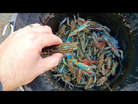 Видео: Ферма по выращиванию Австрийского рака! Обзор мини фермы! 