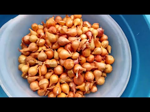 Видео: САЖАЕМ ЧЕСНОК И ЛУК НА ЗИМУ // САМЫЕ ЛУЧШИЕ ЗИМНИЕ СОРТА ЛУКА // СЕМЕЙНЫЙ ПОДРЯД !