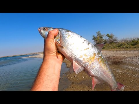 Видео: Река Или в поисках жереха осень 2023