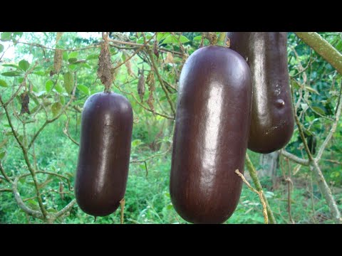 Видео: кассабанана что это такое и как вырастить