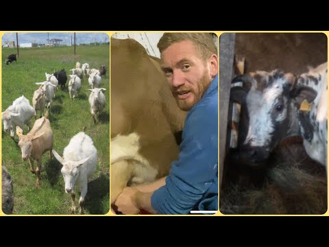 Видео: ДОЙКА РУКАМИ И ЗАДУШЕВНЫЕ РАЗГОВОРЫ ☕️🫖 наливайте чай, будет интересно