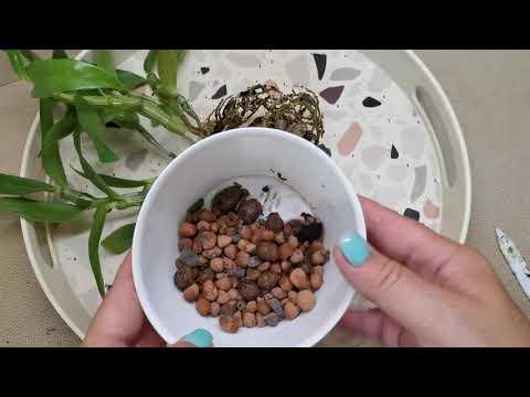 Видео: Исправление ошибок. Посадка кейков дендробиума