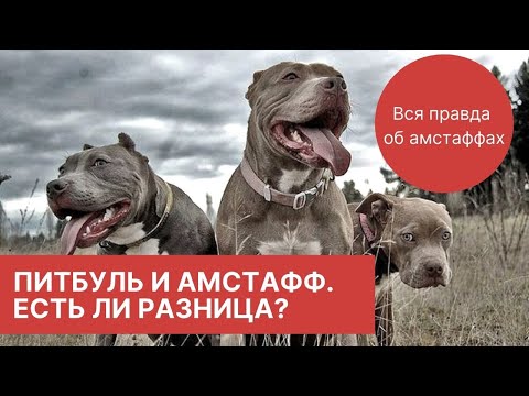 Видео: Вся правда об амстаффах. Часть 2. Питбуль и амстафф - есть ли разница?