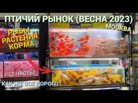 Видео: ПТИЧИЙ РЫНОК САДОВОД МОСКВА (ВЕСНА 2023) l РЫБЫ, РАСТЕНИЯ, КОРМА l ПОЧЕМУ ТАК ДОРОГО?  ЧТО-ТО НОВОЕ?