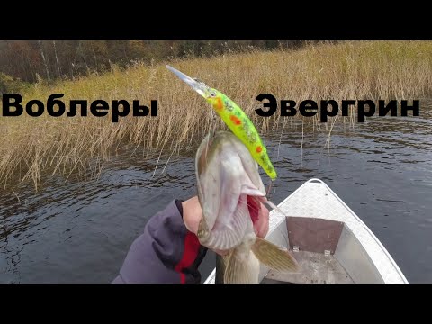 Видео: "Японцы" в деле.  Воблеры Эвергрин