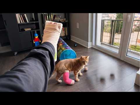 Видео: Когда твой КОТ копирует каждое твое движение 😂