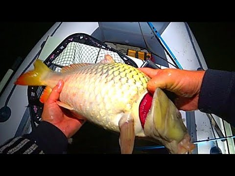 Видео: РЫБАЛКА НА ЗАКИДУШКИ ! НА САЗАНА И СОМА