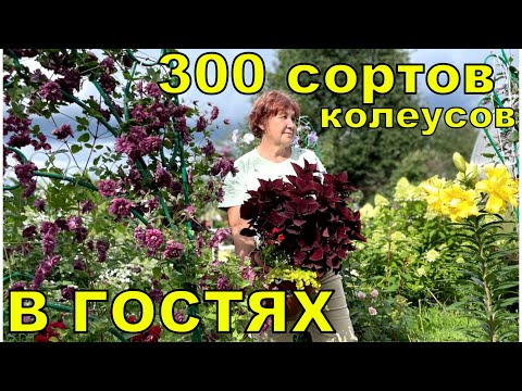 Видео: Не потеряйте меня! 300 сортов колеусов это не предел. В гостях у #Запискицветовода