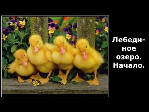 Видео: Веселые картинки. Забавные птицы. Приколы с птицами.