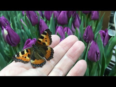 Видео: Выгонка тюльпанов
