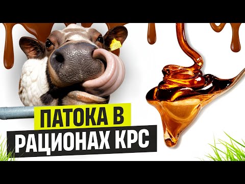 Видео: Патока в рационах КРС