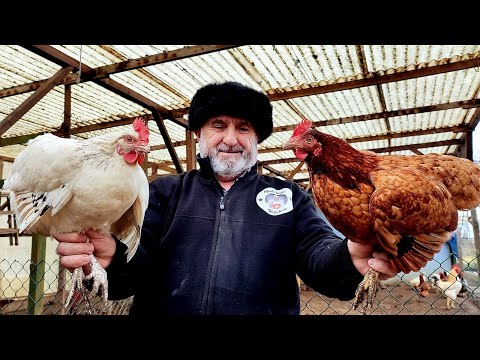 Видео: 🚨 ТЕПЕРЬ ВЫ ВСЕГДА БУДЕТЕ ГОТОВИТЬ КУРИЦ ТАК 🐔 Простой рецепт ❗ Кулинария ASMR