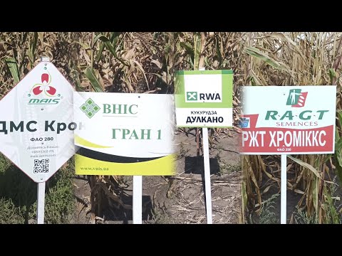 Видео: Демо ділянки кукурудзи: MAIS, ВНІС, RWA, RAGT(РЖТ)