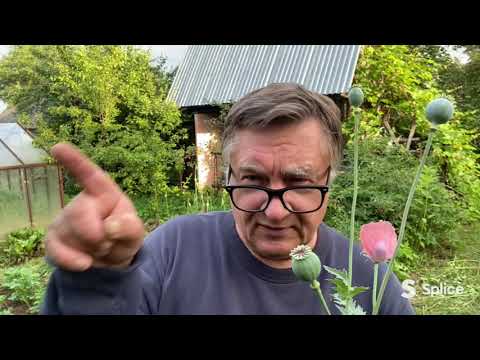 Видео: За какой мак - срок?