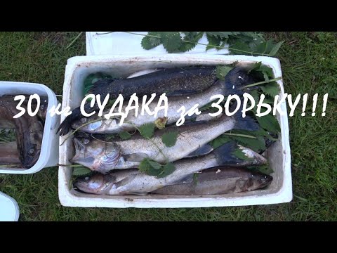 Видео: РАЗДАЧА СУДАКА!!! РЫБАЛКА В КАРЕЛИИ ТРОЛЛИНГОМ 2021 !!!