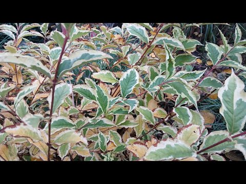 Видео: Сад неперевершений і в листопаді#декоративнийсад