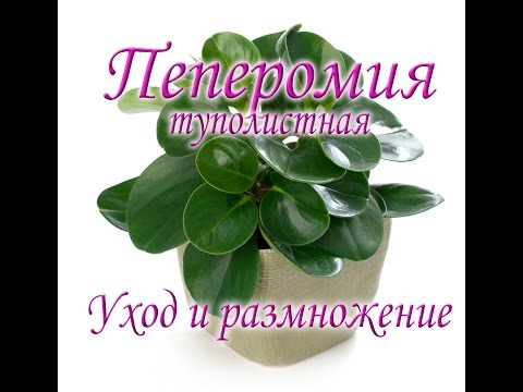 Видео: Пеперомия туполистная. Уход и размножение.