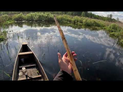Видео: Відео охота річка Стохід Зозулі, Бобер, качки і дятли дика природа