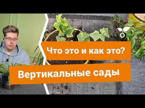 Видео: Вертикальное озеленение — что это и какие растения использовать?