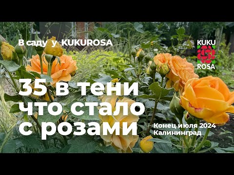 Видео: Розы, опаленные солнцем, 🌹 в саду KUKUROSA 🌹