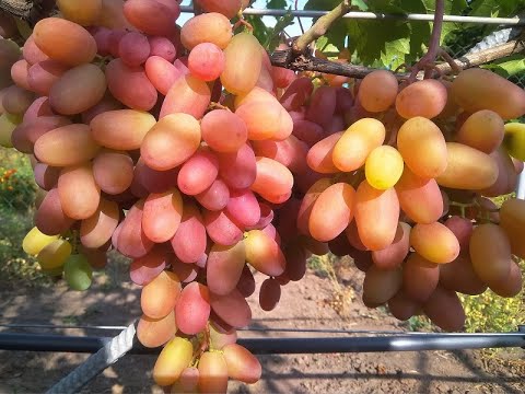 Видео: Перелік сортів винограду, видалених з мого виноградника