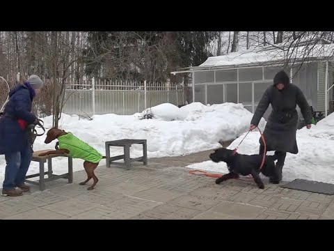 Видео: ДТ - 290. Ризеншнауцер - индивидуальная консультация. Особенности дрессировки.
