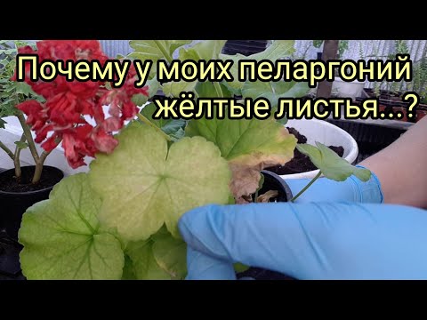 Видео: Пеларгонии зональные. Пересаживаю маточники и остатки сезона.