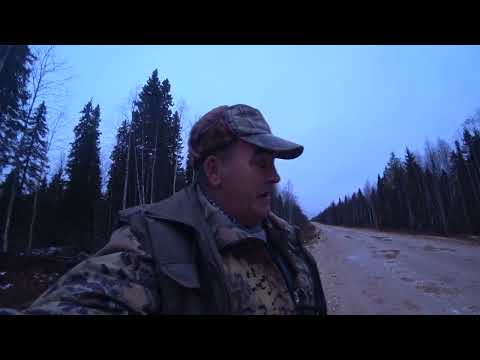 Видео: охота на зайца с р г  Сударка в Архангельской области  19 10 25 г