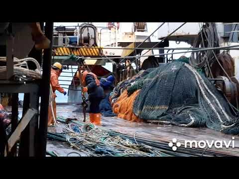 Видео: Выборка трала ,,глория" БАТМ ,,ВАСИЛЕВСКИЙ  ОСТРОВ"