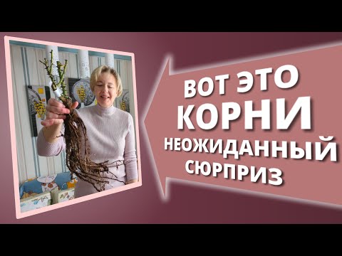 Видео: РАСПАКОВКА И ПОСАДКА РОЗ ИЗ КОРОБКИ. Они должны ЖИТЬ!❤️🌹 21 февраля 2025 г.