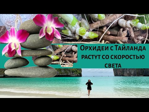 Видео: Растут, как на дрожжах каттлея и дендрофаленопсисы?! Экскурсия на острова Пхи Пхи🫶КРАСОТА!