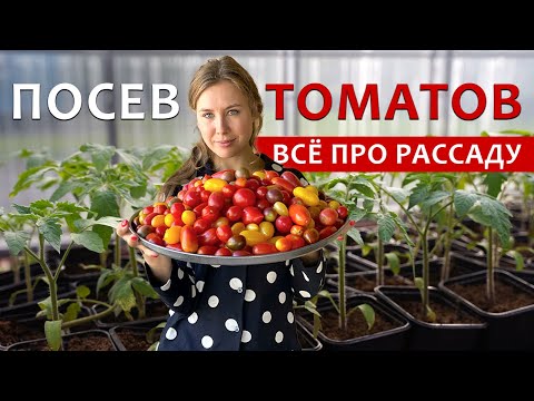 Видео: ПОСАДКА ТОМАТОВ | РАСТУТ В 2 РАЗА БЫСТРЕЕ | Первая и единственная подкормка рассады | Обзор погреба