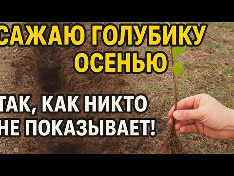 Видео: Сажаю голубику осенью - так как никто не показывает 