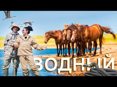 Видео: Сбежали на ОСТРОВ мустангов | ОПАСНО -  дикие мустанги, змеи и клещи - это того стоит!!!