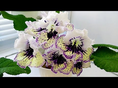 Видео: Заходите! Поделюсь красотой!