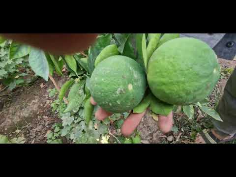 Видео: Дарахти грейпфрут дар ш.Ҳисор,  боғи ҳоҷи Абдулло 