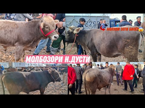 Видео: 😱Молхои зоти бисёр буд😱. Молбозори Эшбек Сатор(Н.Дусти) 6 ноября 2024 г