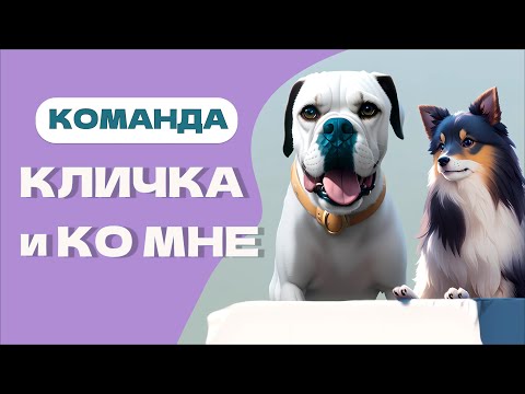 Видео: КЛИЧКА и ПОДЗЫВ собаки. как выучить КО МННЕ! Как выучить кличку