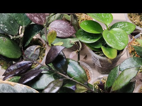 Видео: 05.02.23 ХОЙИ  полив с удобрением Guano для роста.Динамика развития растений через 2 месяца.